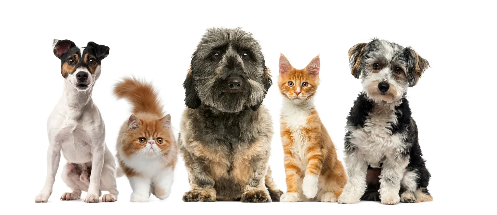 Veterinary APIs product group