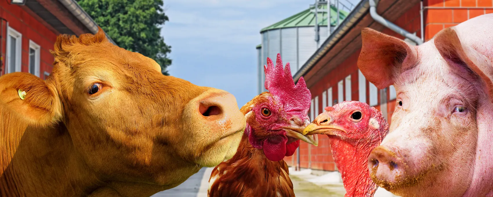 Veterinary APIs product group